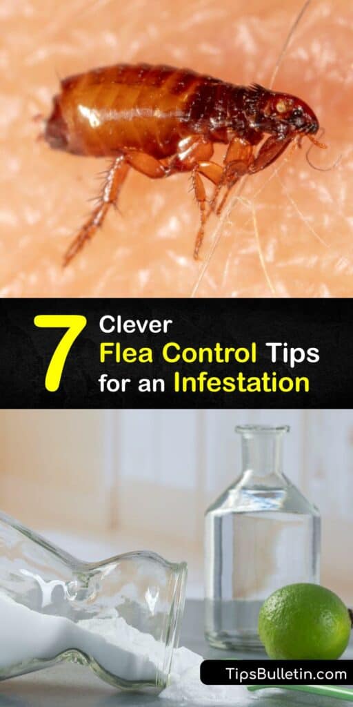 When you have a flea problem, each adult flea produces hundreds of flea eggs and flea larvae, leading to infestation. If you get flea bites or find flea dirt, prompt flea control is paramount. Use dish soap, baking soda, and DIY lemon spray to treat fleas. #flea #infestation