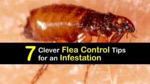Flea Infestation titleimg1