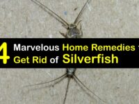 Home Remedies to Get Rid of Silverfish titleimg1