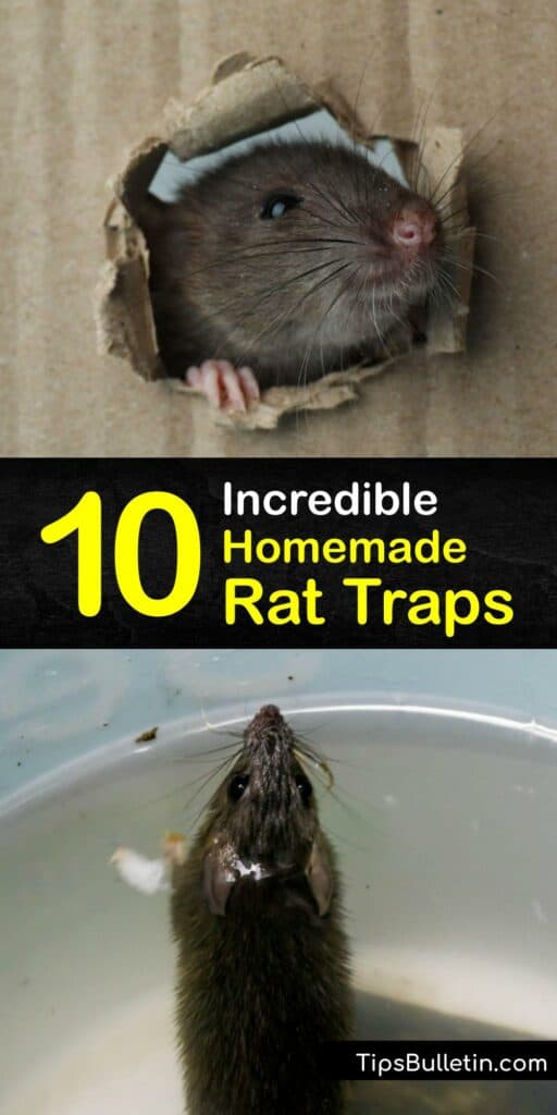 Explore real-world tips for incredible rat traps when dealing with a rat infestation. Ditch the costly snap trap and learn how to make a DIY rat trap from simple household items and a bit of bait. We have the pest control prescription for your rodent problem. #homemade #rat #trap