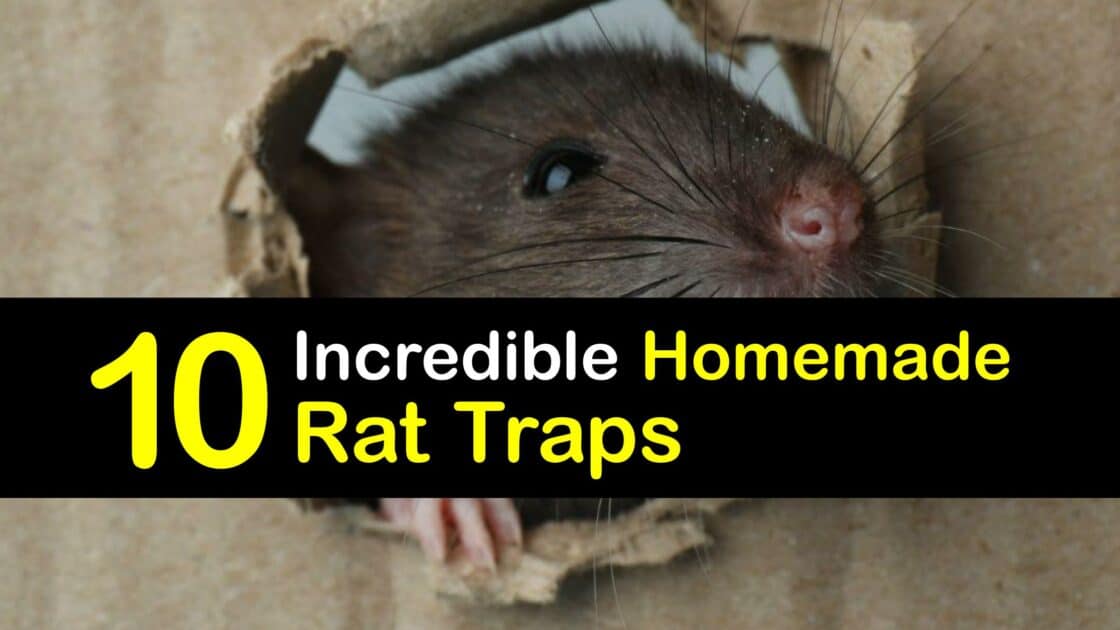 DIY Rat Traps EasytoMake Rat Trap Ideas