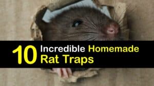 Homemade Rat Traps titleimg1