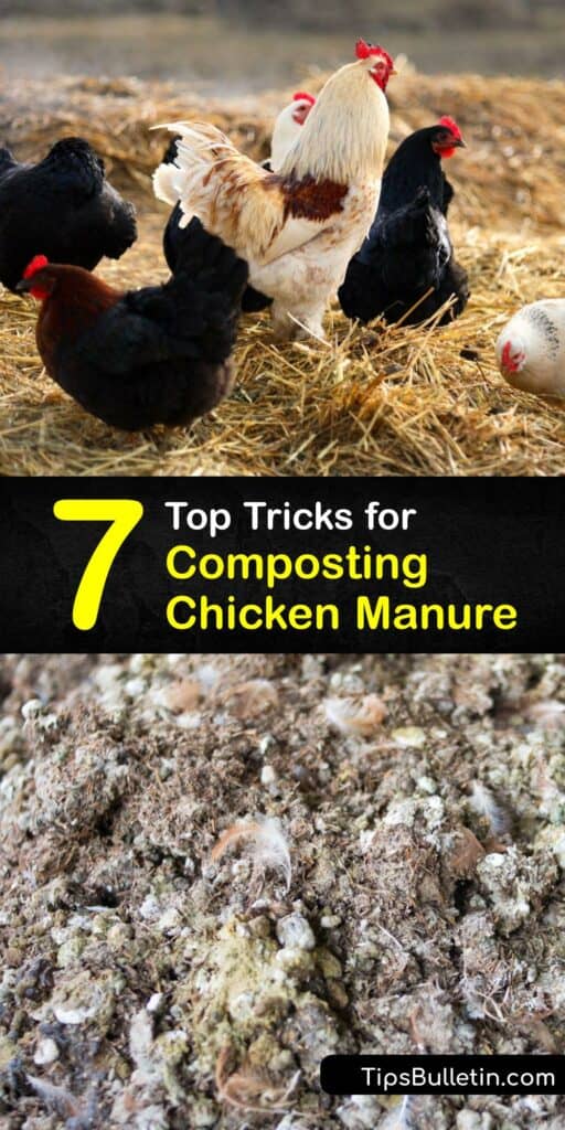 Fresh chicken manure or poultry manure burns plants. Put chicken poop on your compost pile to make composted chicken manure and have chicken manure fertilizer for your garden. However you compost chicken manure, composted chicken manure makes ideal plant food. #compost #chicken #manure