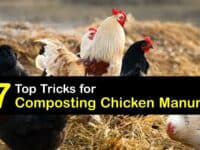 How to Compost Chicken Manure titleimg1