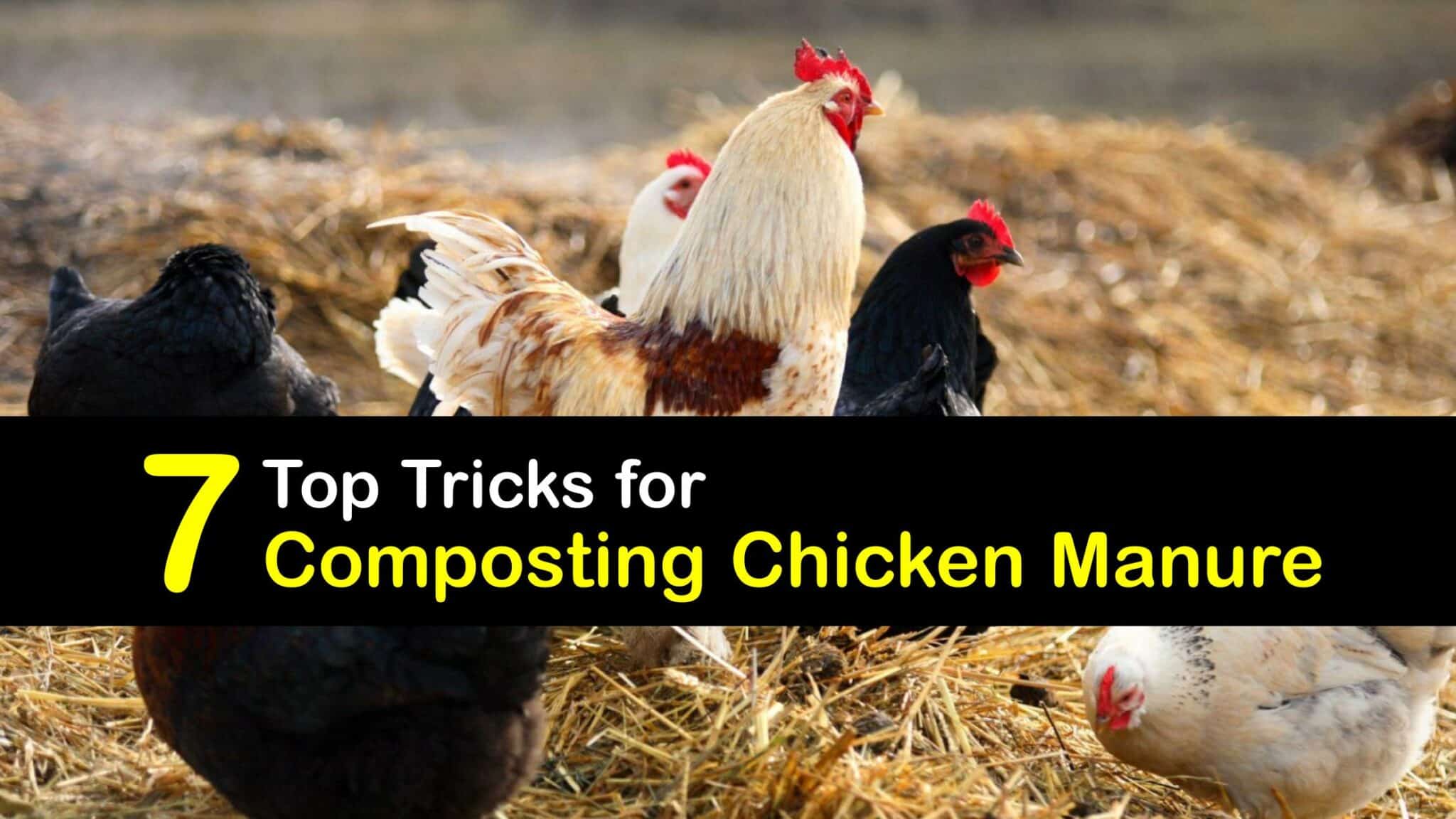 Chicken Manure Compost Ways to Compost Chicken Poop