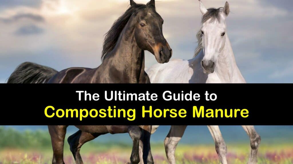 How to Compost Horse Manure titleimg1