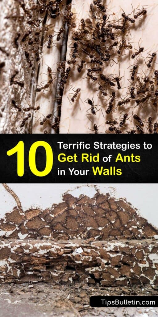 An ant infestation is serious business. Pavement ants, fire ants, and sugar ants are menaces, and we want to help you evict them. Show those worker ants to the door, and kick that odorous house ant to the curb with our incredible tips and tricks. #remove #ants #walls #inside