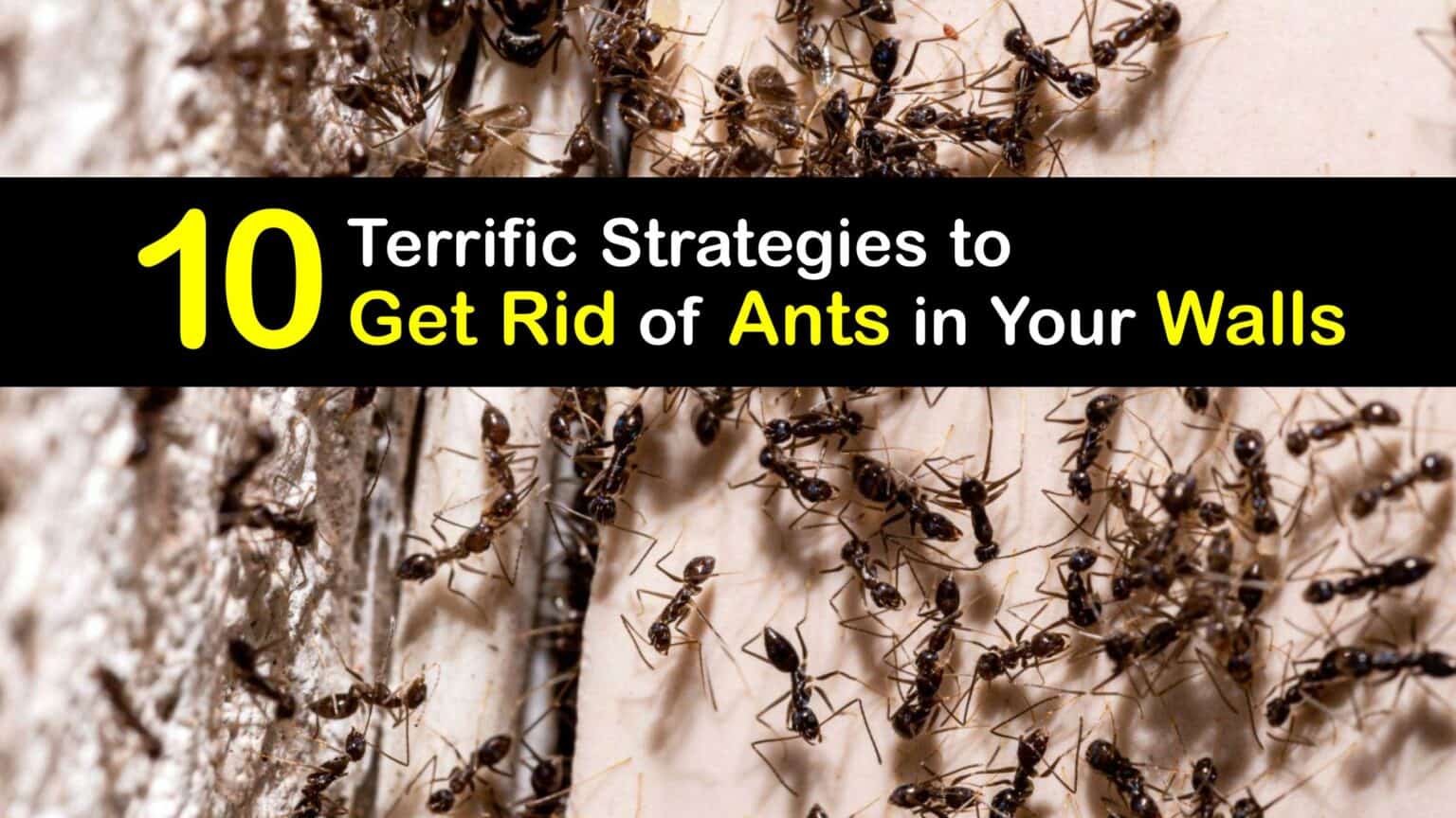 Ant Removal Easy Tricks for Getting Ants Out of a Wall