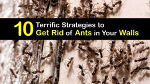 How to Get Ants Out of Your Walls titleimg1