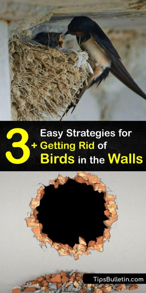 Whether it’s house sparrows or the European starling, birds nesting on your home are noisy and leave bird droppings in your space. Explore bird removal and how to avoid hosting a bird nest and dealing with bird poop by using bird spikes and wind chimes for prevention. #get #birds #out #walls