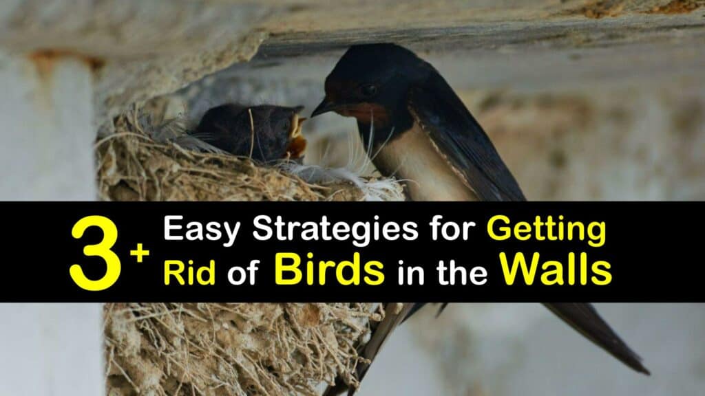 How to Get Birds Out of House Walls titleimg1