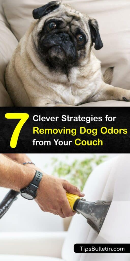 Get dog urine smell and pet odor out of your couch with a homemade odor remover. Use baking soda as an air purifier, steam clean, or craft a simple apple cider vinegar deodorizing spray to leave your sofa smelling fresh. #get #dog #smell #out #couch