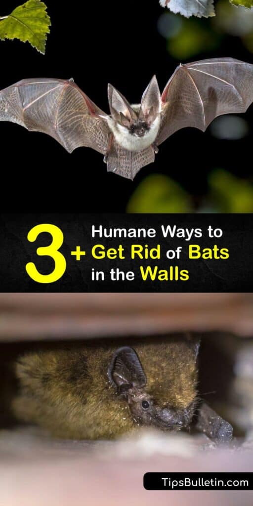 Discover ways to safely and humanely remove bats from walls with natural bat repellents and through bat exclusion. The little brown bat and big brown bat are common bat species that make their way into homes, and their bat droppings pose a health risk. #howto #getridof #bats #walls