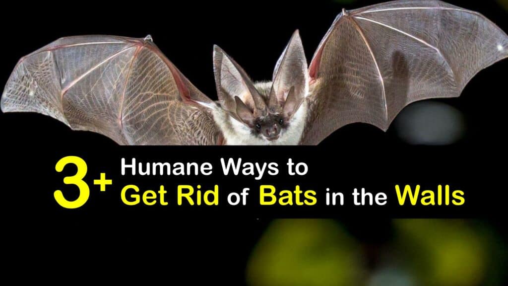 How to Get Rid of Bats in the Walls titleimg1