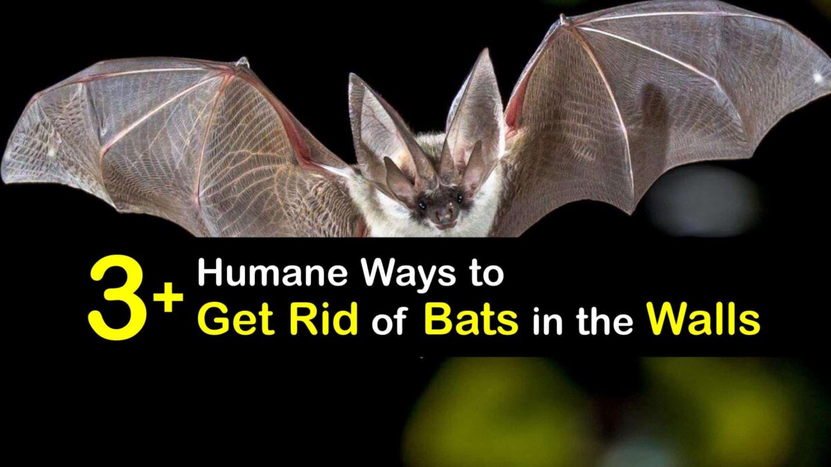 Bat Removal Clever Tips for Getting Bats Out of the Walls