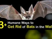 How to Get Rid of Bats in the Walls titleimg1