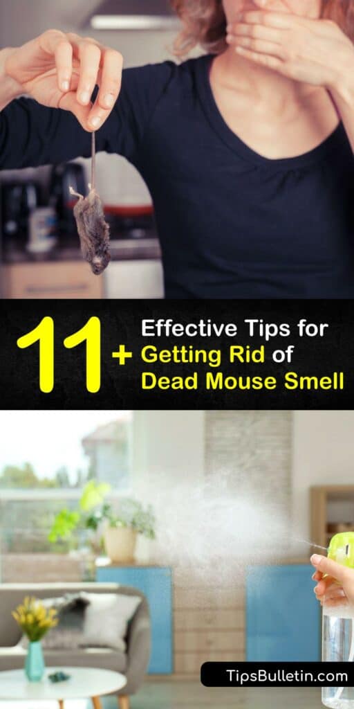 Discover ways to get rid of a dead mouse smell and leave your home smelling fresh. Nothing smells worse than a dead rodent. Luckily, there are ways to eliminate a dead animal smell using activated charcoal, bleach, white vinegar, and other home remedies. #howto #getridof #dead #mouse #smell