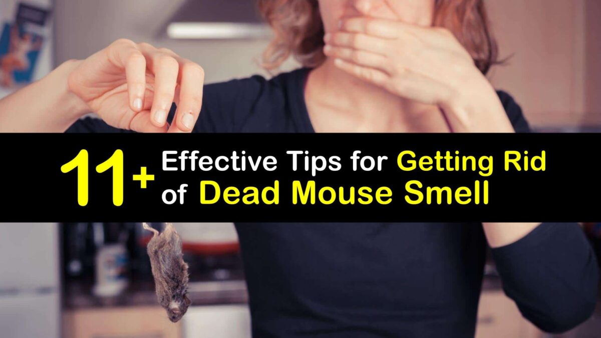 Get Rid of Dead Mice Ways to Deal with a Dead Mouse Smell