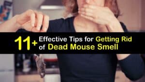 How to Get Rid of Dead Mouse Smell titleimg1