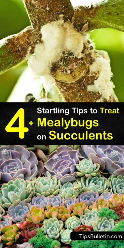 Learn how to get rid of mealybugs on your succulent plants and prevent mealybugs from destroying your indoor plants. The best way to stop a mealybug infestation on succulents is to repot the plant and treat the foliage with rubbing alcohol or Neem oil. #howto #getridof #mealybugs #succulents