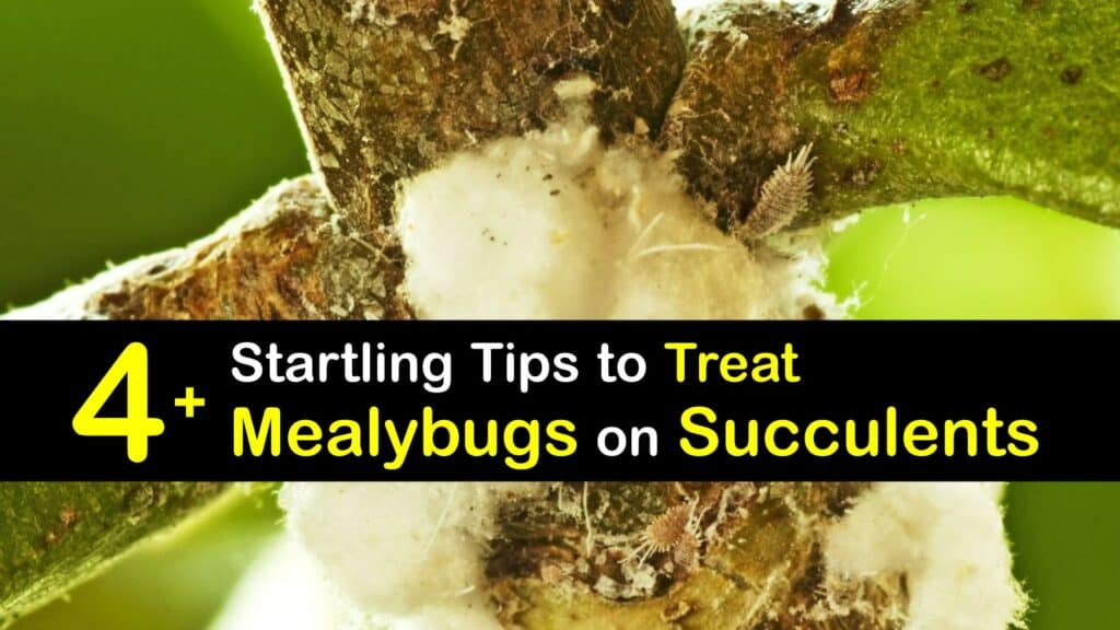 How to Get Rid of Mealybugs on Succulents titleimg1