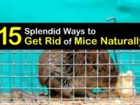 How to Get Rid of Mice Naturally titleimg1
