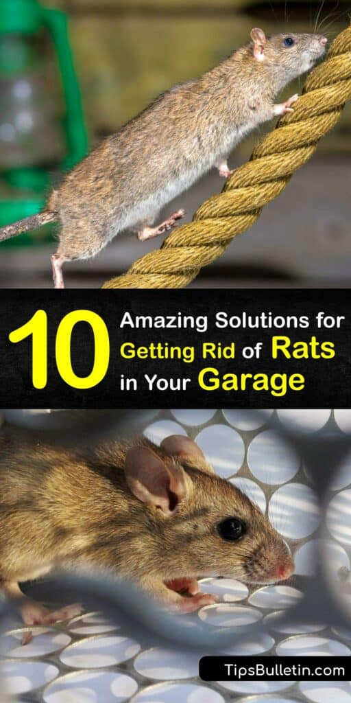 Like bird control, rat removal can seem daunting when you find rodents in your garage. Treat your garage rodent or rat infestation with a humane rat trap, essential oils, rat poison, or a snap trap. #how #get #rid #rats #garage