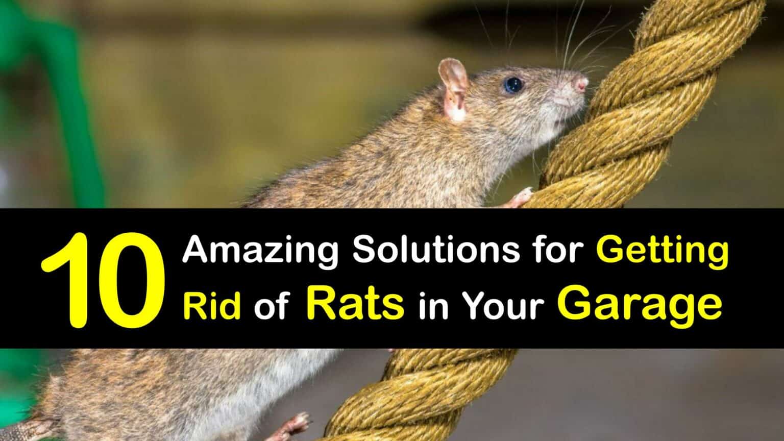 Garage Rat Control Guide for Getting Rid of Rats in the Garage