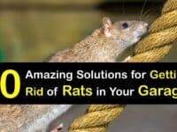 How to Get Rid of Rats in a Garage titleimg1