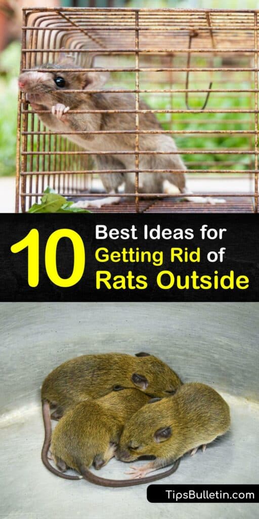 Discover how to get rid of rats outside and keep them from returning. Rat control is necessary to prevent a rat infestation, and you don’t have to use rat poison to eliminate them. Rat bait and a live trap or snap trap are great tools for rat removal. #howto #getridof #rats #outside