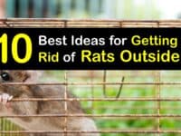 How to Get Rid of Rats Outside titleimg1