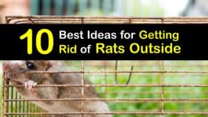 How to Get Rid of Rats Outside titleimg1