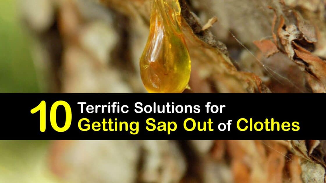 Eliminate Tree Sap Clever Guide for Removing Sap from Clothes
