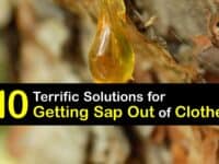 How to Get Tree Sap Out of Clothes titleimg1
