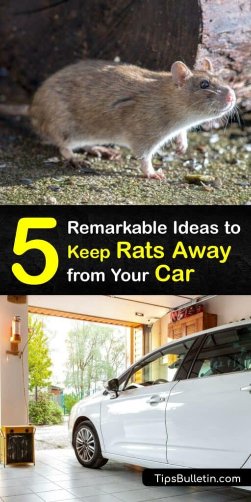 Discover how to prevent rats from bringing nesting material into your car’s engine compartment over the winter. We have tips to protect your engine bay from rodent infestation and eventual rodent damage. Put our incredible pest control strategies to work for you. #repel #rats #car