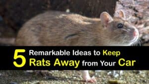 How to Keep Rats Away from Your Car titleimg1