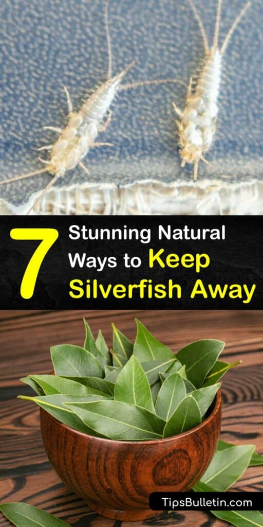 Find out how to prevent silverfish and kill silverfish without hiring an insect pest control service. Learn what attracts silverfish and set a silverfish trap, sprinkle boric acid, or deter adult silverfish with essential oil to achieve silverfish control. #keep #silverfish #away