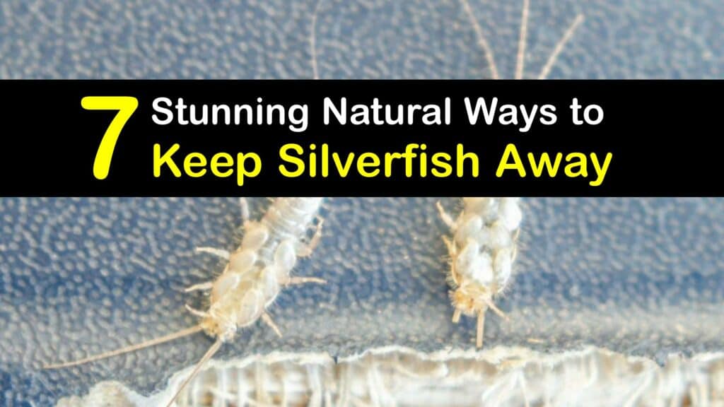 How to Keep Silverfish Away titleimg1