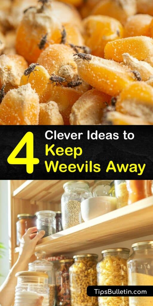 We have tips for you if you’re dealing with the grain weevil or maize weevil. Discover how to prevent weevils, flatten flour mites, and run rice bugs off for good with our incredible pantry bug buster guide. Take back your pantry and feel confident eating your grains. #repel #keep #weevils #away