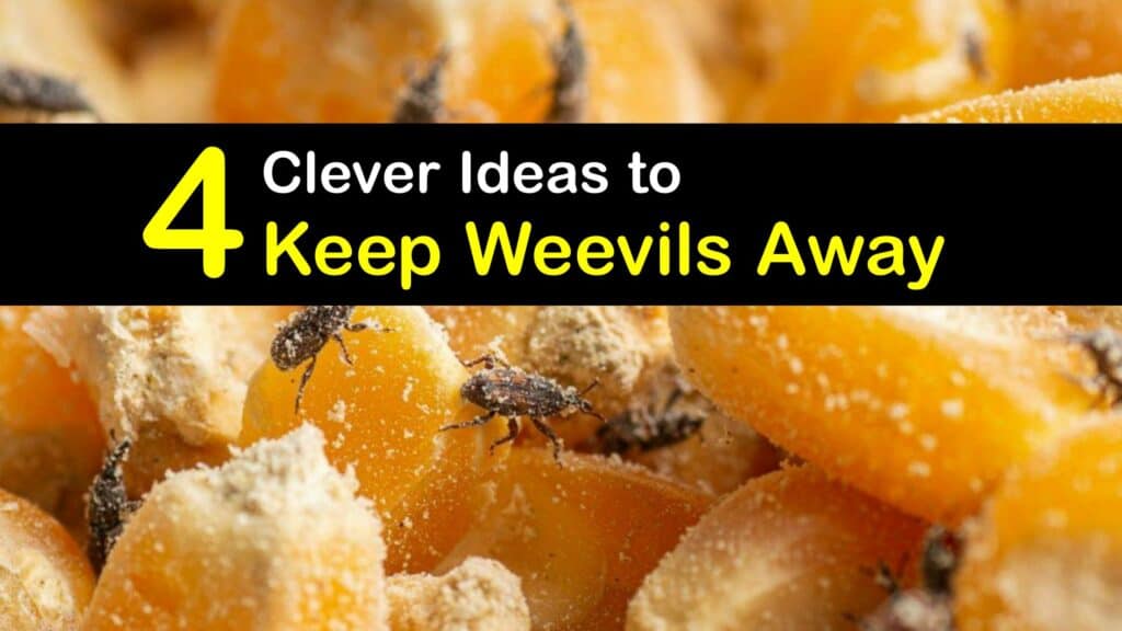 How to Keep Weevils Away titleimg1