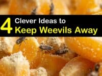 How to Keep Weevils Away titleimg1