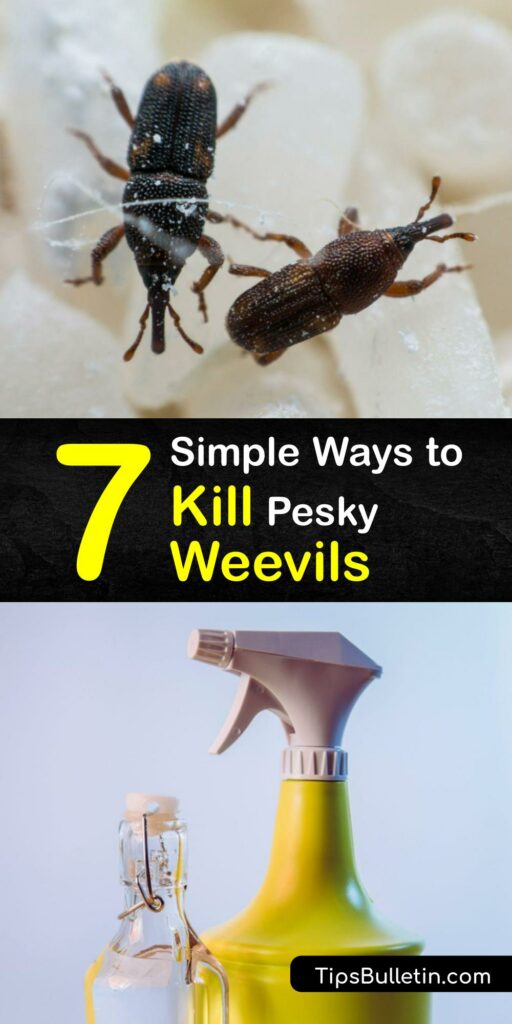 Known as the granary weevil, grain weevil, vine weevil, flour weevil or root weevil, this pantry pest is a nuisance. Find out how to kill rice bugs and end a weevil infestation with home remedies. Prevent root weevils from ruining your dry foods. #getridof #weevils