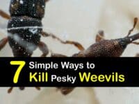 How to Kill Weevils titleimg1
