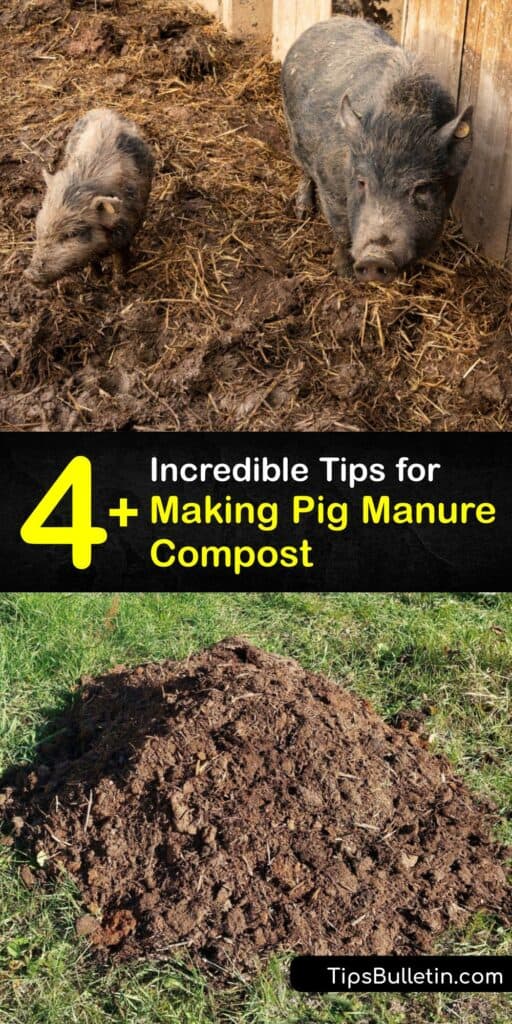 Learn how to compost pig manure and turn pig waste into rich pig manure fertilizer. Composting pig manure is easy, but it’s necessary to ensure the organic matter is safe for use on your lawn and garden. #howto #compost #pig #manure