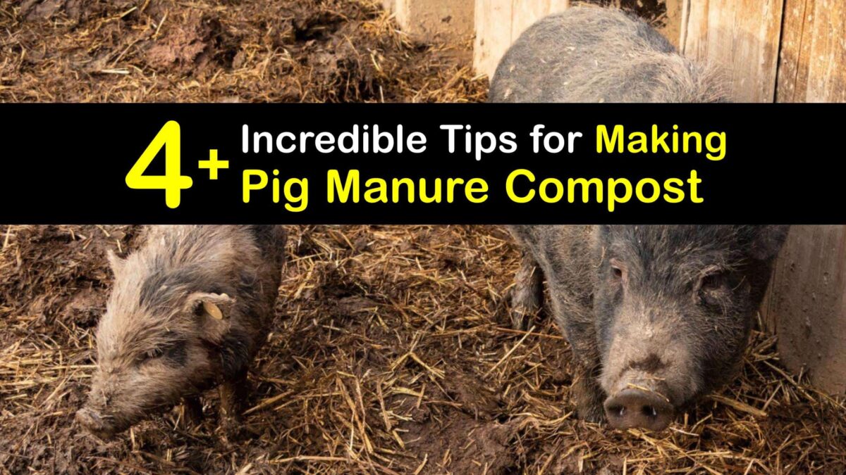Composting Pig Poop DIY Pig Manure Fertilizer