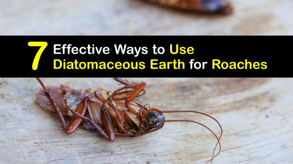 How to Use Diatomaceous Earth for Roaches titleimg1