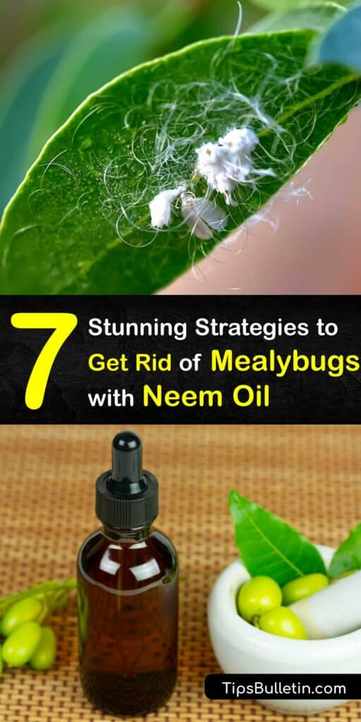 Use neem oil to get rid of an insect pest like a spider mite or mealy bug without harming beneficial insects. Neem oil sprays and soil soaks treat spider mites, fungus gnats, and powdery mildew to maintain the health of your plant. #neem #oil #mealybugs