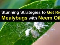 How to Use Neem Oil for Mealybugs titleimg1