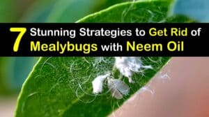 How to Use Neem Oil for Mealybugs titleimg1
