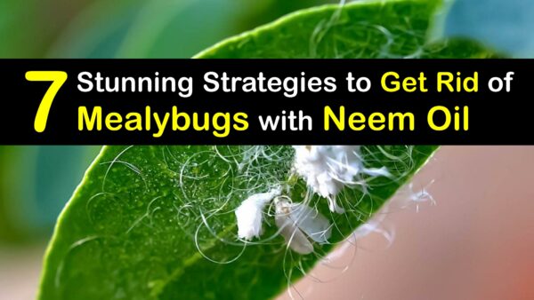 Neem Oil and Mealybugs - Super Ways to Kill Bugs with Neem Oil